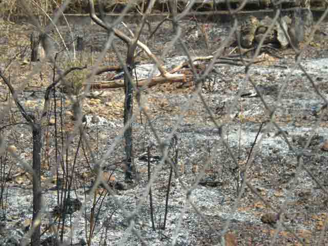 Il terreno incendiato di fondo Petroso
